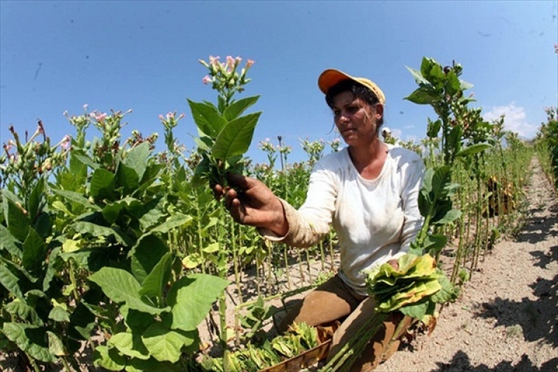 Το μεσουράνημα του καπνού στην Αιτωλοακαρνανία