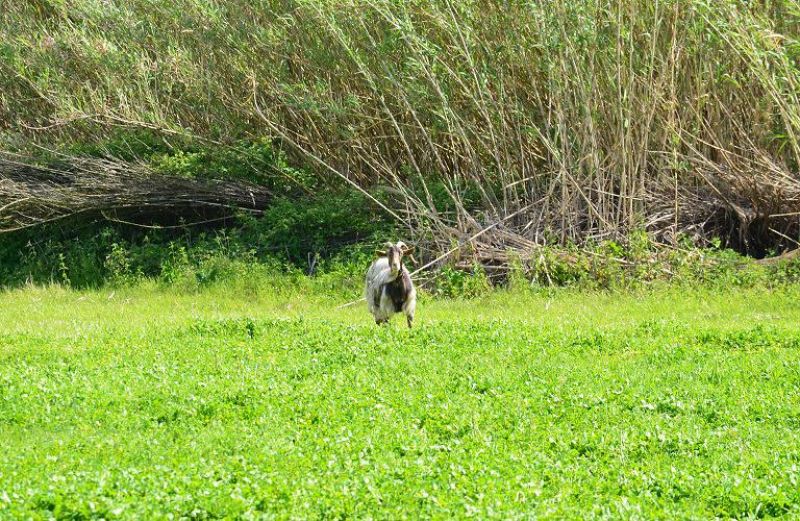 Εγκρίθηκαν 60 εκατ. για τα «Γεωργοπεριβαλλοντικά και κλιματικά μέτρα»
