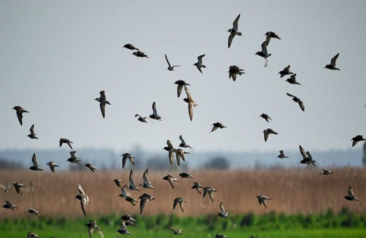 Αλλαγές στην «Προστασία της άγριας ορνιθοπανίδας»