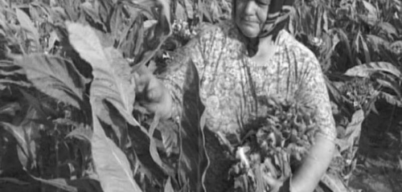 Αύγουστος, ο άλλοτε μήνας του καπνού στο Ξηρόμερο (φωτο, βίντεο)