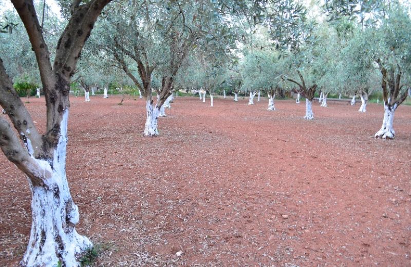 Ελιά: Χειμερινές επεμβάσεις φυτοπροστασίας