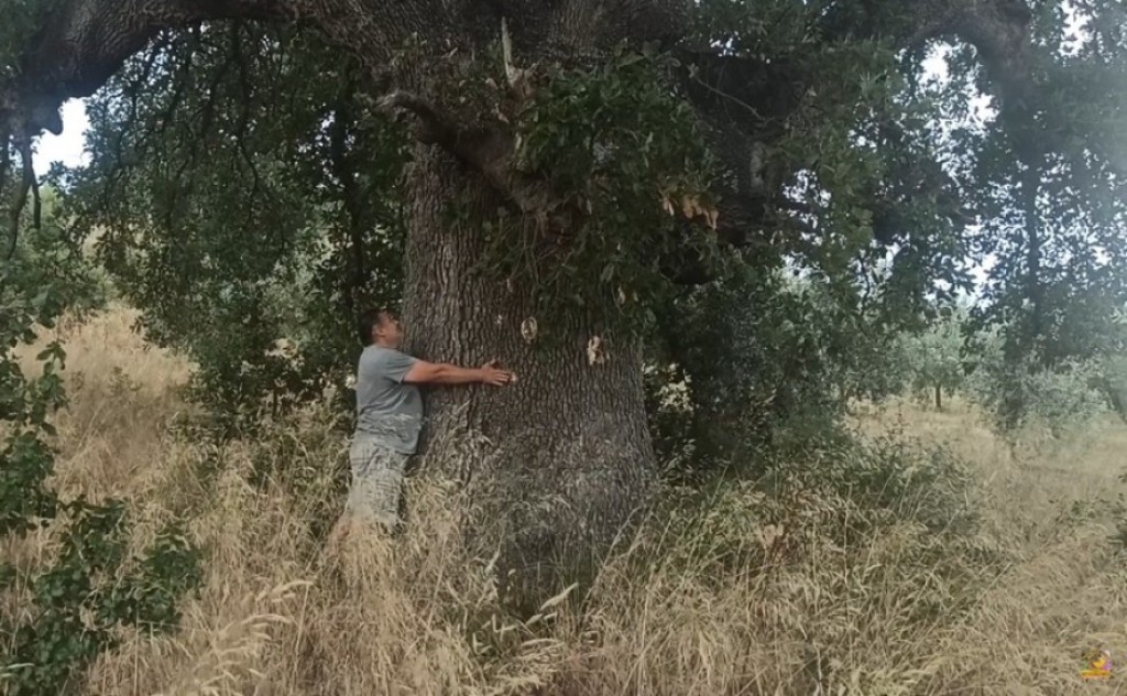 Μεσολόγγι: Βελανιδιά τουλάχιστον 500 ετών στην Σταμνά (video)