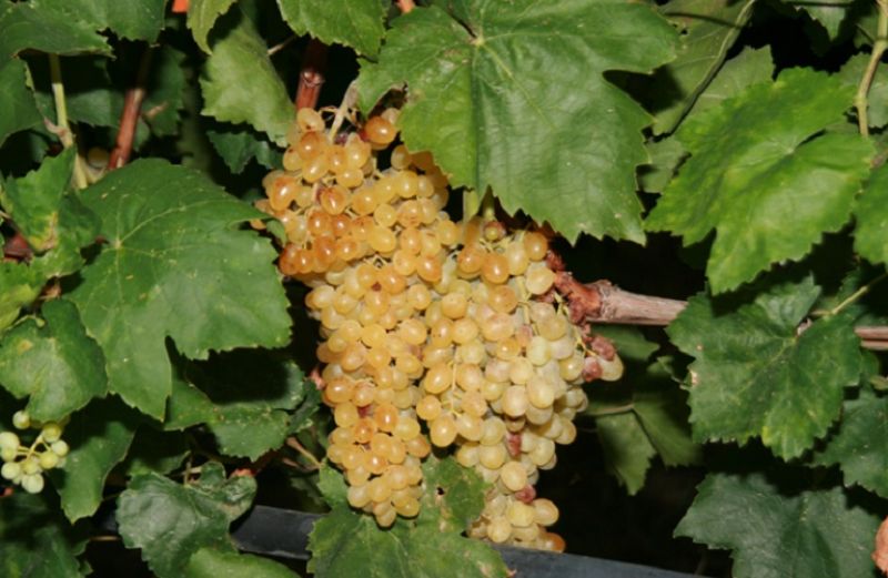 Δηλώσεις Συγκομιδής 2019 - 2020