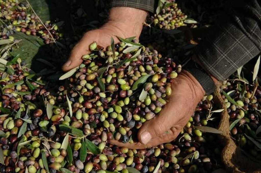 Aιτωλοακαρνανία: στον Εισαγγελέα 12 εργάτες γης για κλοπή ελιών-αναζητείται ο ηθικός αυτουργός