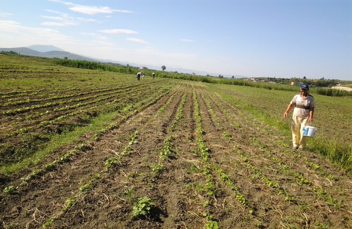 Ελεύθερη επιλογή ασφαλιστικής κατηγορίας και για τους εργάτες γης