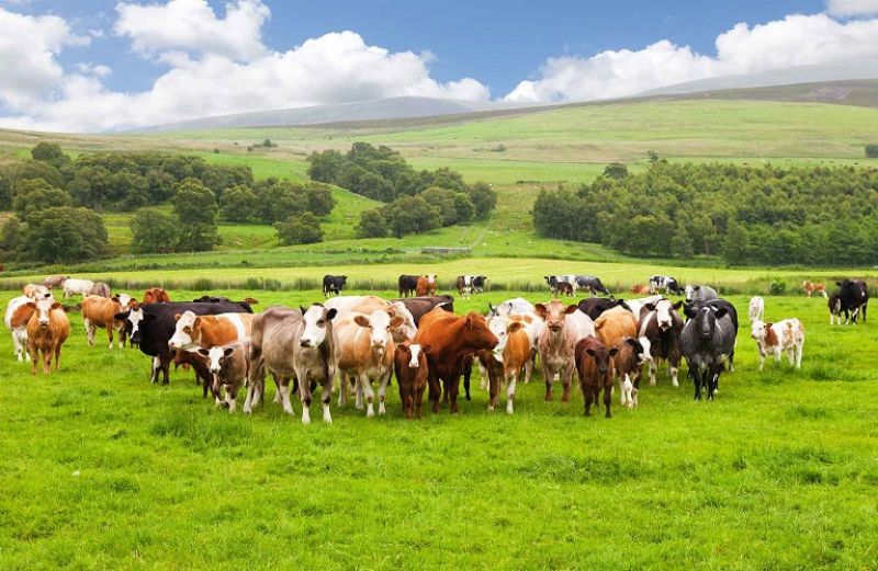 Συζήτηση για την υλοποίηση εθνικού σχεδίου κρέατος