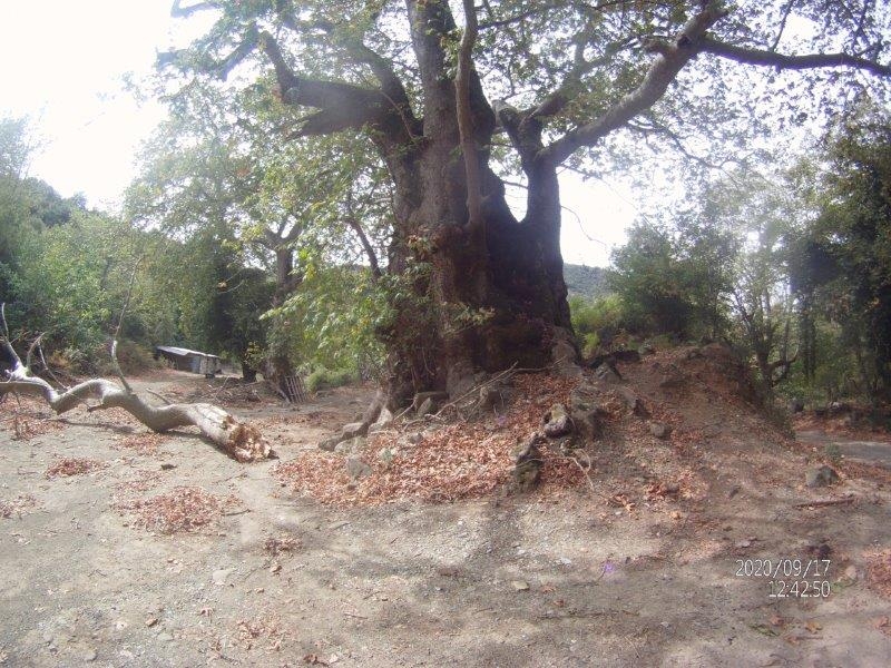 Ο «Γέρο Πλάτανος» στο Χαλκιόπουλο