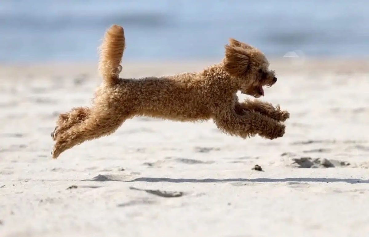 Οι ασθένειες και οι κίνδυνοι που ελλοχεύουν το καλοκαίρι για τον τετράποδο φίλο σας