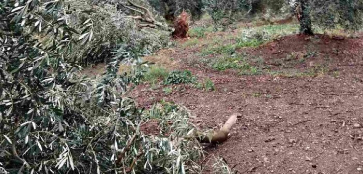 Ζημιές σε ελιές και πορτοκάλια – «Στο μάτι» της κακοκαιρίας οκτώ περιοχές σε Αγρίνιο και Μεσολόγγι