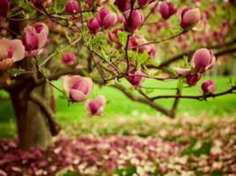 Την Κυριακή ξεκινά επίσημα η Άνοιξη