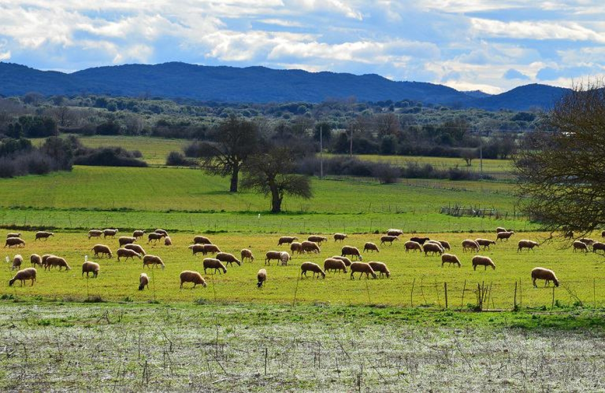 Αιρεσιμότητα: τί είναι και πώς θα λάβουν την ενίσχυση οι παραγωγοί