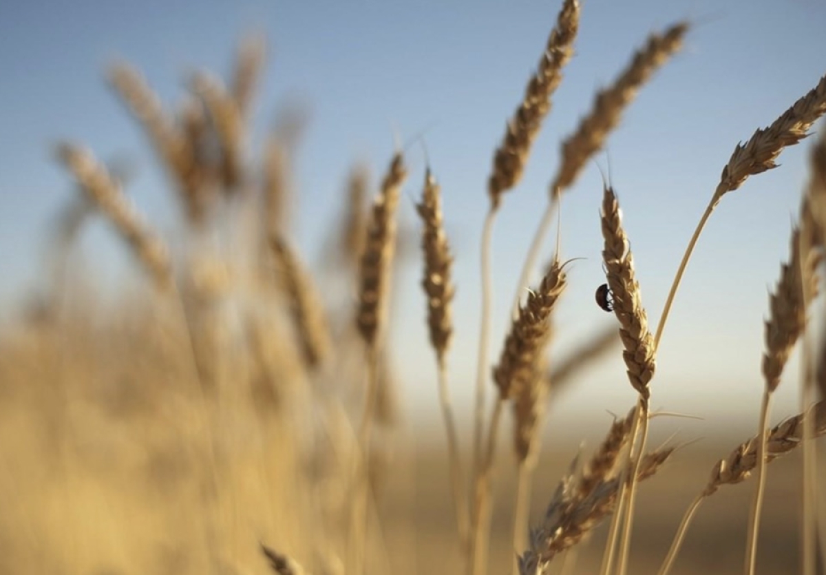 Η αβεβαιότητα προμήθειας στρατηγικών προϊόντων (σιτηρά) αποτέλεσμα του πολέμου Ρωσίας – Ουκρανίας