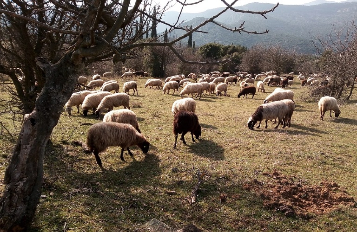 Ενίσχυση σε κτηνοτρόφους: Σε πλήρη εξέλιξη οι αιτήσεις