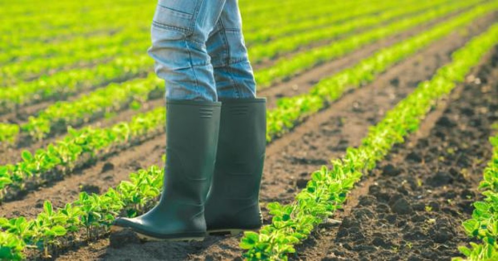 Έλεγχοι στη βιολογική παραγωγή: Αποσύρθηκαν χιλιάδες για να τους αποφύγουν