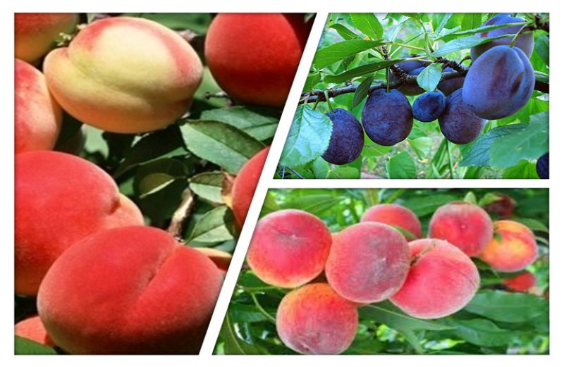 Πυρηνόκαρπα: ασθένειες και αντιμετώπιση