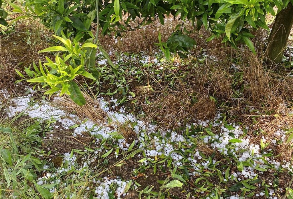 Αγρίνιο: Μεγάλες ζημιές από το χαλάζι σε καλλιέργειες σε Καλύβια και Πλάτανο