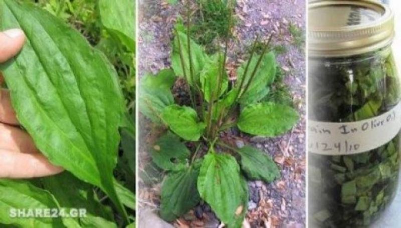 Oι γιαγιάδες το αποκαλούσαν «το φύλλο που γιατρεύει»- Φυτρώνει σε κάθε κήπο!