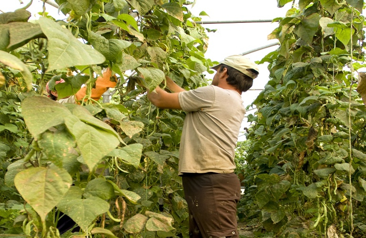 Επιστροφή εισφορών ύψους 13,3 εκατ. ευρώ σε χιλιάδες αγρότες και επαγγελματίες