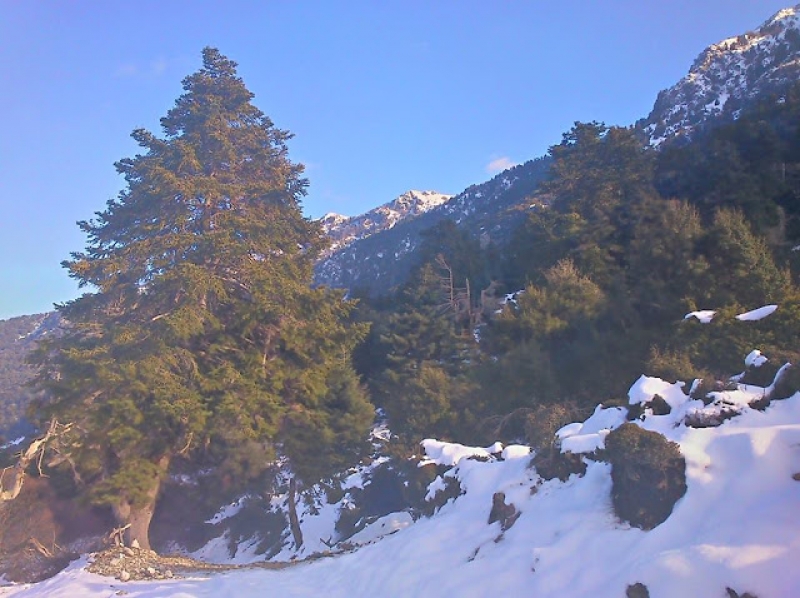 Εκπληκτικό χιονισμένο τοπίο στο δάσος της Μαύρης Ελάτης στην Κομποτή (φωτο)