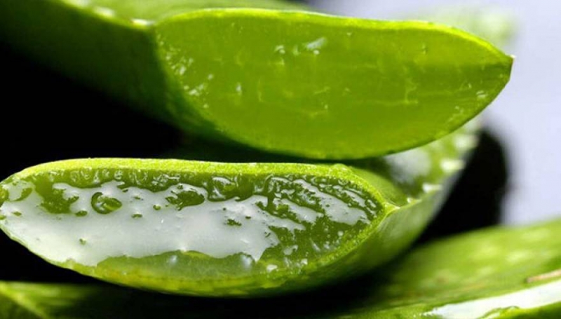 Tο φυτό της αθανασίας: Tί κάνει η Αλόη στο σώμα σας
