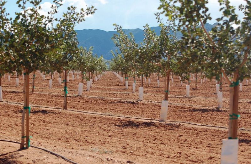 Γεωργικές Προειδοποιήσεις για την καλλιέργεια Φιστικιάς