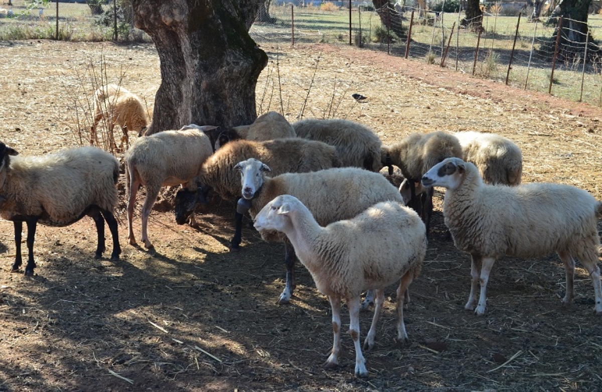 Από 5 Απριλίου τα παραστατικά για τις σπάνιες φυλές