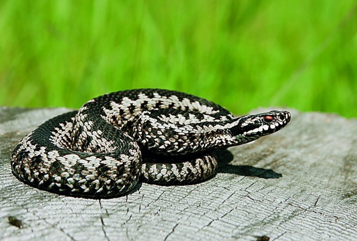 Φίδια στην Ελλάδα: Πώς να αναγνωρίσετε την οχιά – Τι να κάνετε αν σας δαγκώσει