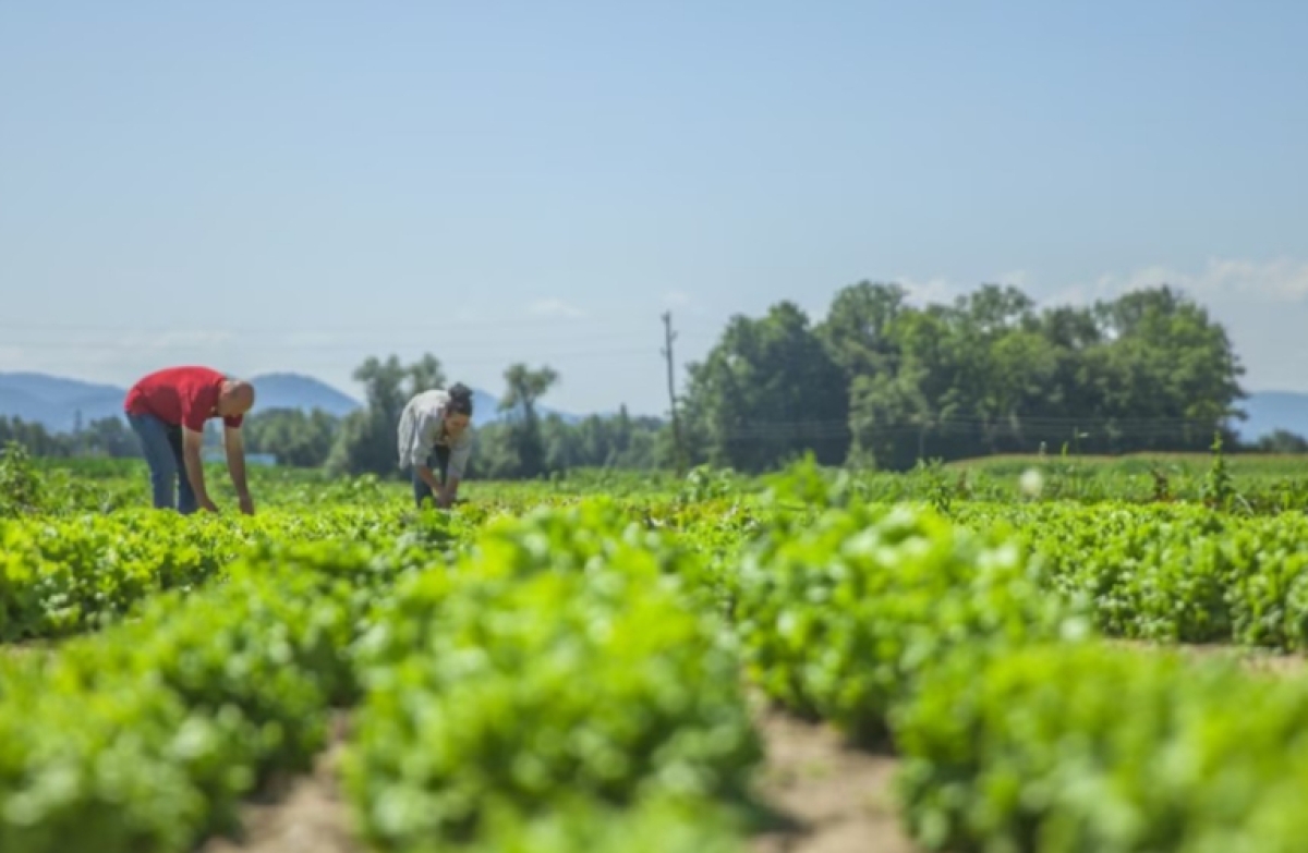 Με έμφαση στα αγροτικά προϊόντα η εμπορική συμφωνία ΕΕ - Νέας Ζηλανδίας