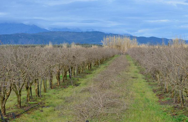 Το πλαίσιο λειτουργίας για δασώσεις και γεωργοδασοκομικά συστήματα