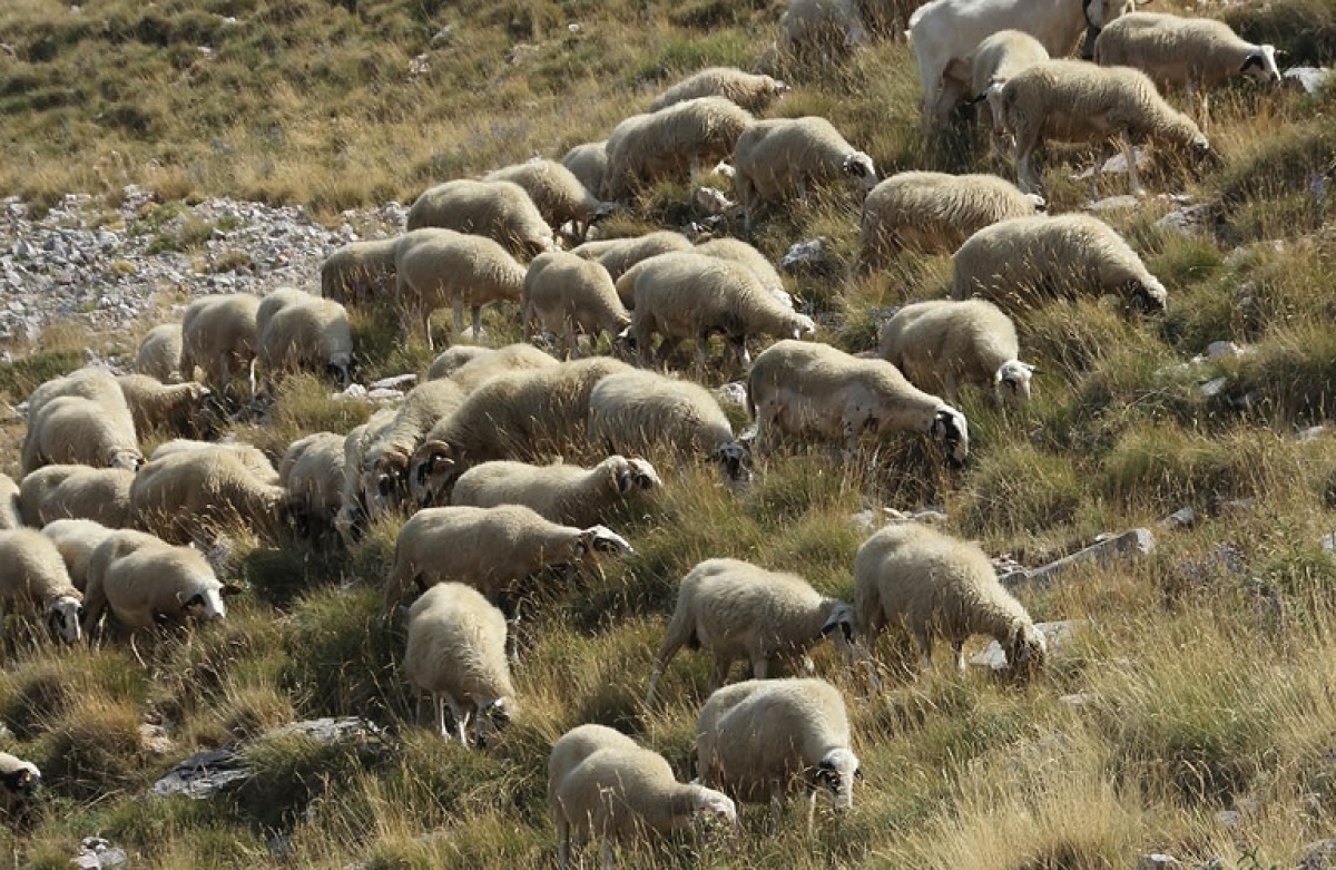 Εξισωτική αποζημίωση: στη διαύγεια η απόφαση για τα 260 εκατ. ευρώ