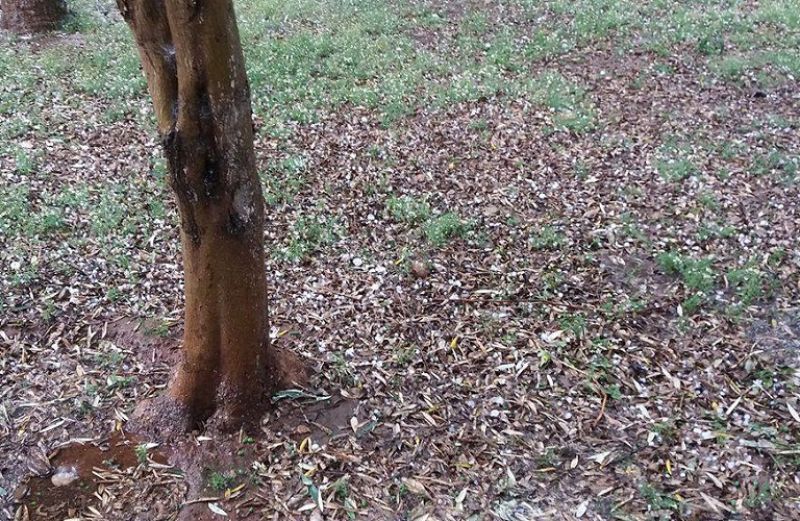 Αιτωλοακαρνανία: Σφοδρή χαλαζόπτωση-Ζημιές σε καλλιέργειες