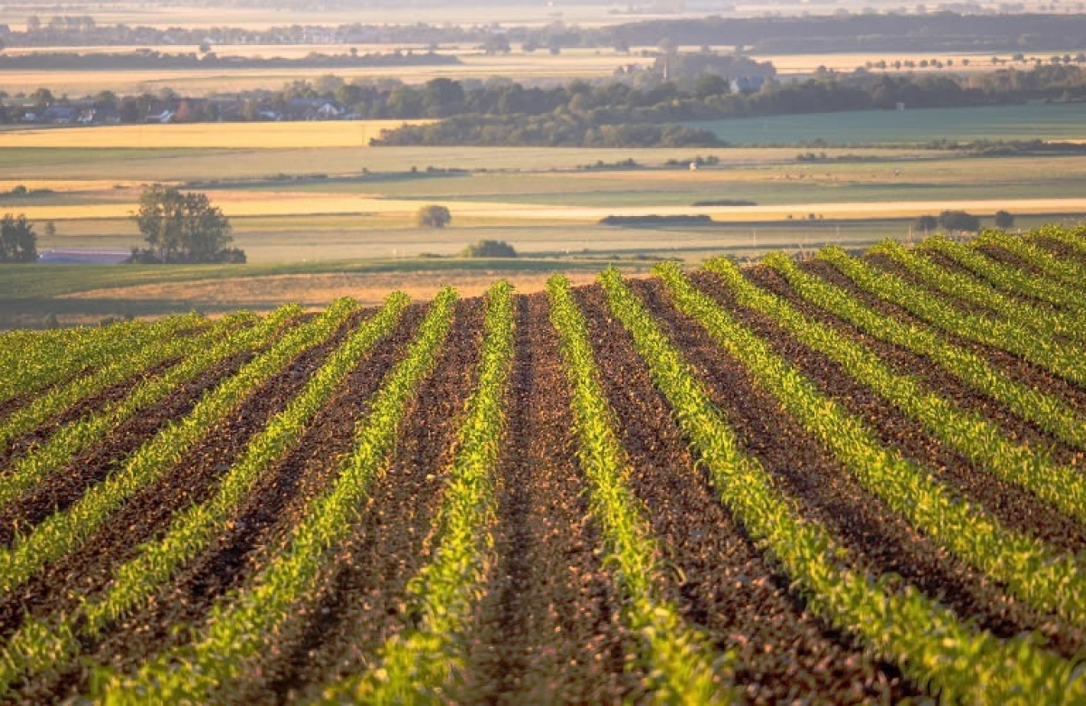Ταμείο Ανάκαμψης: Κατατέθηκαν επενδυτικά σχέδια ύψους 403 εκατ. ευρώ σε τρεις δράσεις ενίσχυσης του πρωτογενούς τομέα