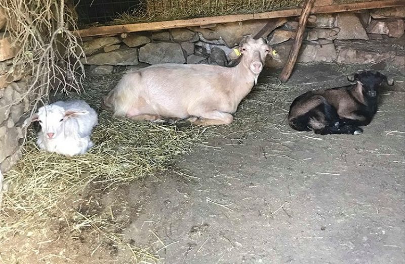 Οδηγίες για την Πανώλη των Μικρών Μηρυκαστικών