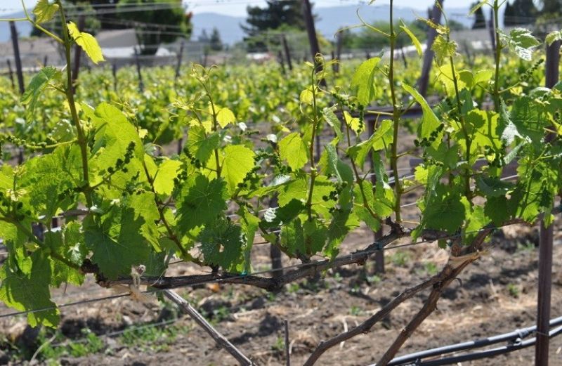 Περονόσπορος και Ευδεμίδα στο αμπέλι