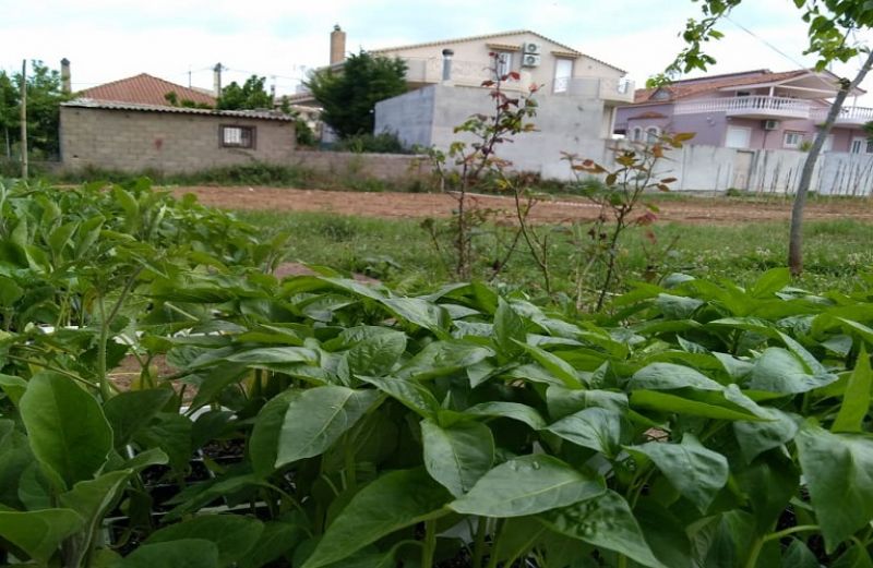 Ανοιξιάτικες καλλιέργειες στο δημοτικό λαχανόκηπο