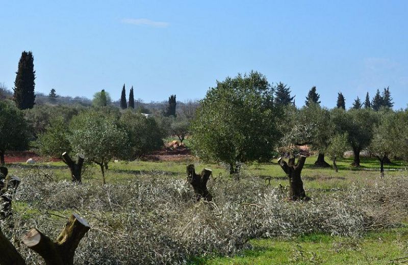 Ενημέρωση για τον οργανισμό καραντίνας Xylella fastidiosa
