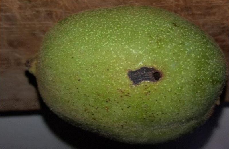 Γεωργικές Προειδοποιήσεις για την καρυδιά