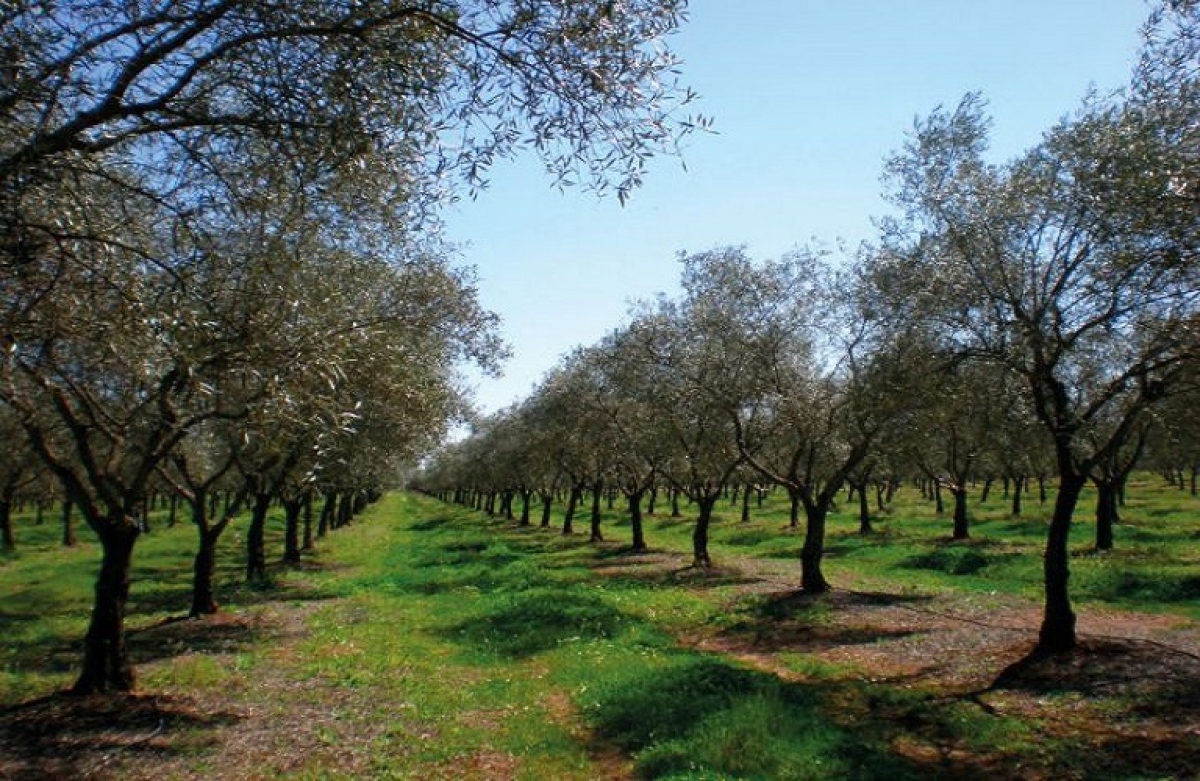 Στο τελικό στάδιο η μελέτη για τις μη καλυπτόμενες ζημιές απ&#039; τον ΕΛΓΑ