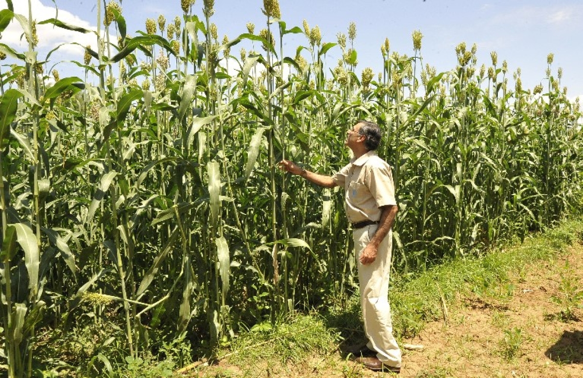 Τάσεις που διαμορφώνουν το μέλλον των καλλιεργειών
