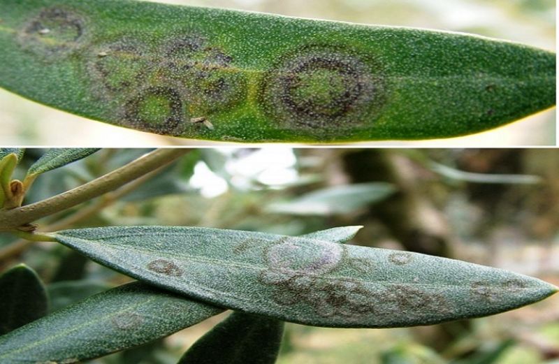 Κυκλοκόνιο Ελιάς