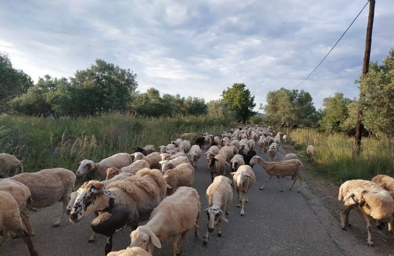 Ευλογιά: όσα πρέπει να ξέρετε για την ασθένεια που απειλεί ολόκληρο το κοπάδι