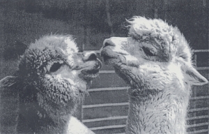 Πώς βοηθούν τα αλπακά στην έρευνα τον καρκίνου;