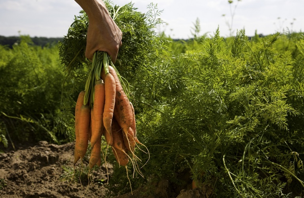 Τι αλλάζει στους ελέγχους για Βιολογικά και Γεωργοπεριβαλλοντικά