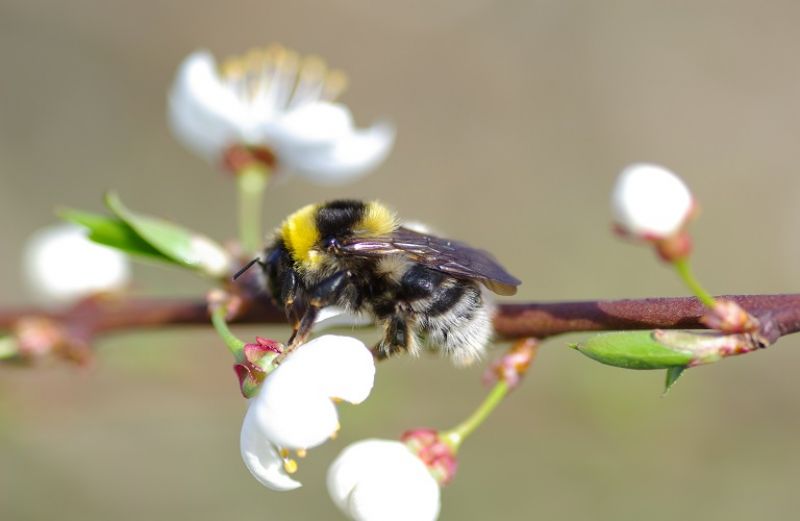 120 εκατ. ευρώ για τη στήριξη της μελισσοκομίας