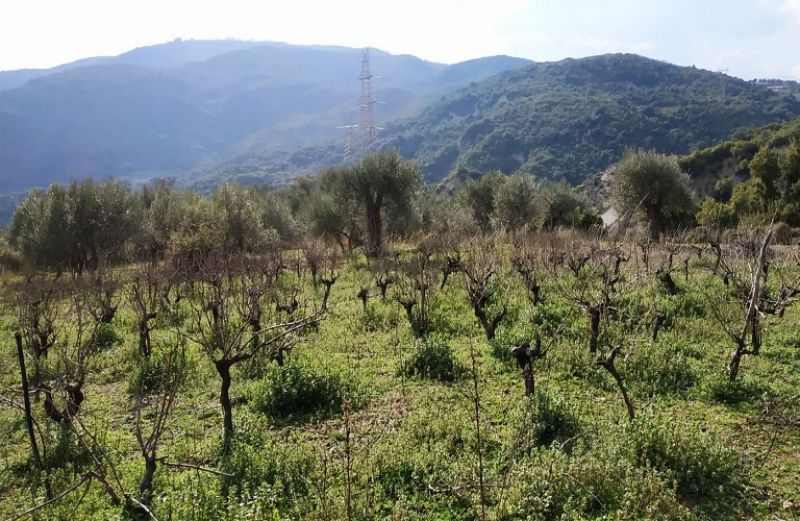 Χειμερινές επεμβάσεις φυτοπροστασίας στο αμπέλι