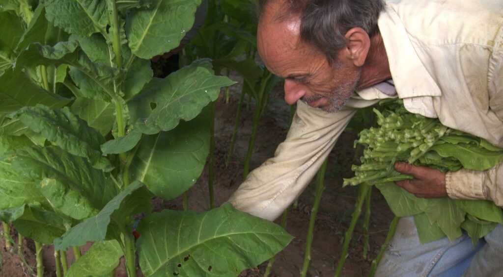 «Ίχνη… Καπνού» – Προβολή του ντοκιμαντέρ στο Παναιτώλιο (Σαβ 3/5/2025 20:00)