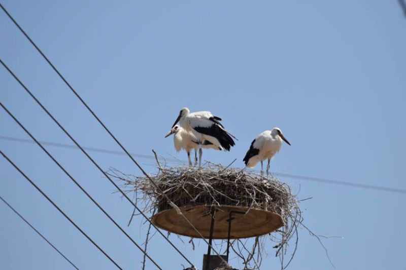 Φωλιές πελαργών στο Νεοχώρι Μεσολογγίου