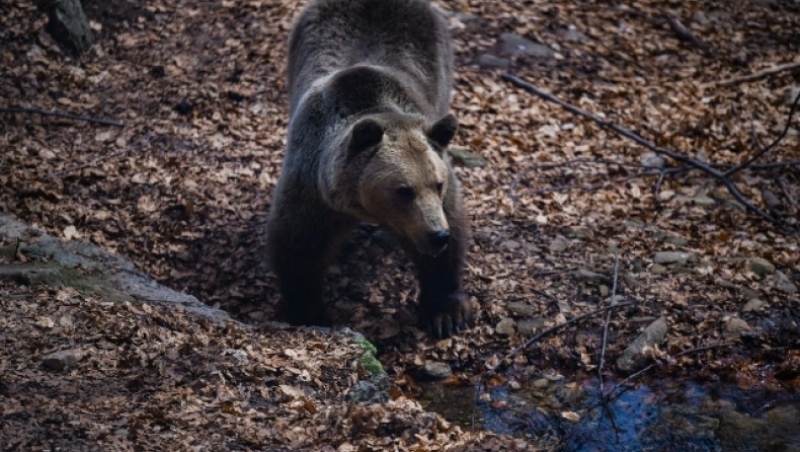 Μυθική περιγραφή του Αρτινού για την επίθεση αρκούδας: «Μωρή γιατί θέλεις να με σκοτώσεις», της είπε και τον άφησε