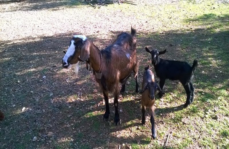 Ενισχύεται η επιτήρηση για την Πανώλη Μικρών Μηρυκαστικών