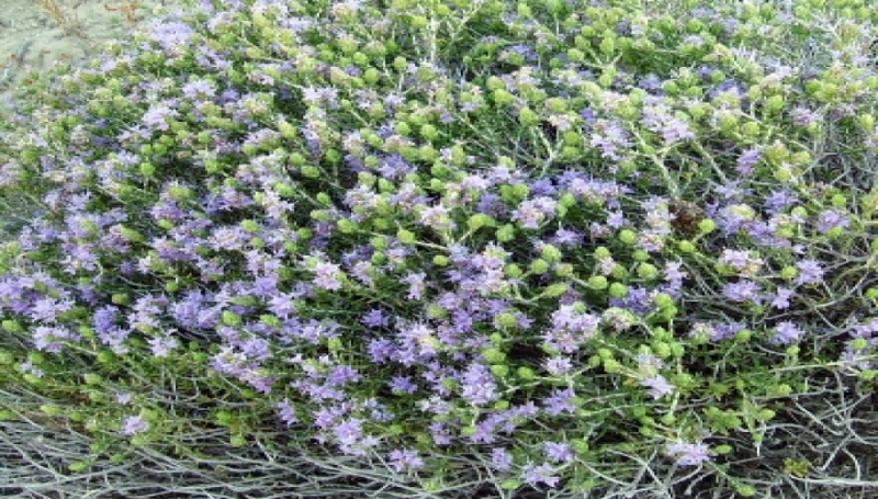 Θυμάρι: Το μυρωδικό που προστατεύει από υπέρταση και καρκίνο του παχέος εντέρου